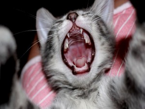 Postal: La boca de un gatito