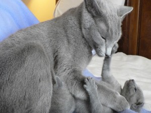 Gatito jugando con su mamá
