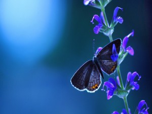 Mariposa y flor azules