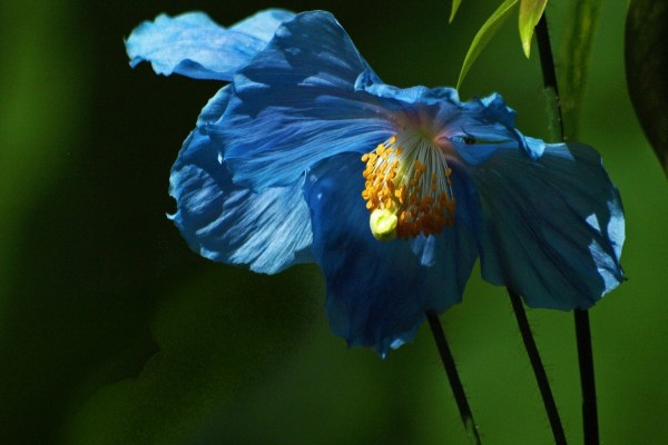Flor con pétalos azules