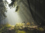 La luz del sol entra en el bosque
