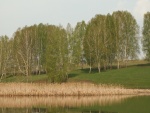Árboles y hierba cerca del agua