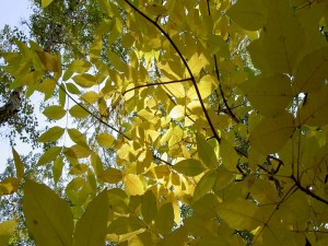 Hojas amarillas en el árbol