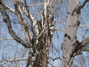 Un gran árbol sin hojas en invierno