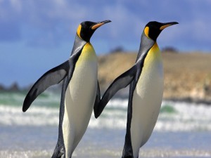 Dos pingüinos esbeltos