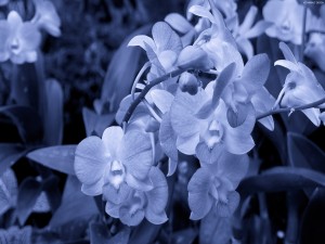 Ramas de orquídeas