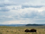Bisonte americano en la pradera