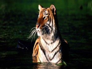 Postal: Tigre en el agua