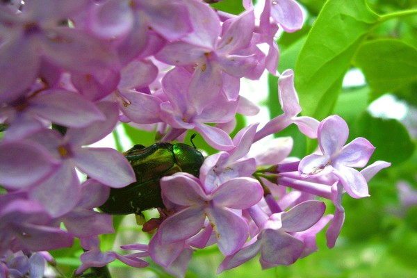 Escarabajo verde entre pequeñas flores