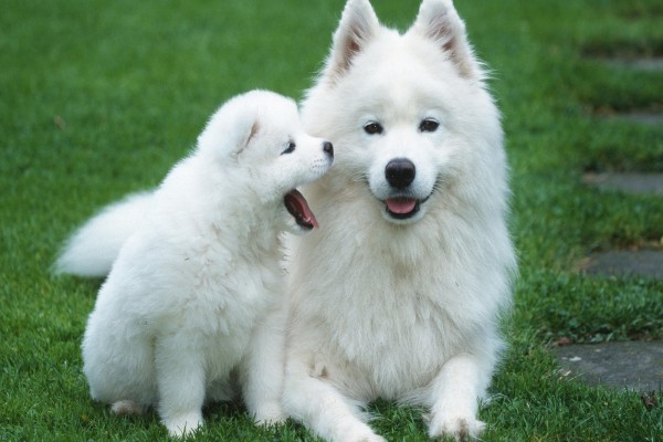 Dos perros blancos en la hierba