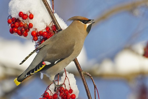 Pájaro en una rama con bayas rojas y nieve