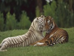 Tigres con las cabezas juntas