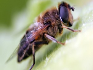 Una abeja vista de cerca