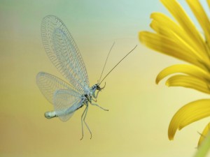Cuerpo, patas y antenas de una mariposa de alas transparentes