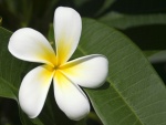 Flor de la planta plumeria