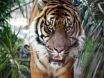 Cara a cara con un tigre