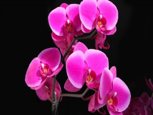 Orquídeas color rosa