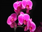 Orquídeas color rosa