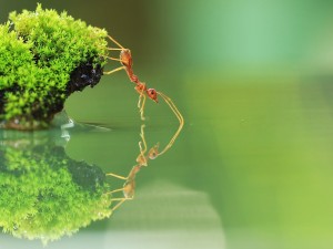 Una hormiga en equilibrio