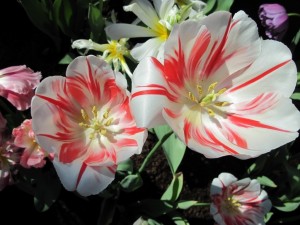 Tulipanes con pétalos blancos y rojos