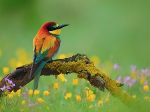 Pájaro multicolor posado en una rama
