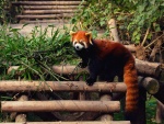 Panda rojo subido a unos troncos