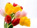 Tulipanes de tres colores