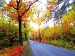 Carretera entre árboles y plantas en otoño