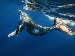 Pequeña ballena jorobada
