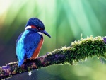 Pájaro azul y rojo en una rama con una telaraña
