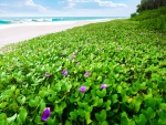 Plantas verdes con flores cerca de la playa