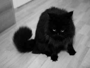 Postal: Los ojos de un gato negro
