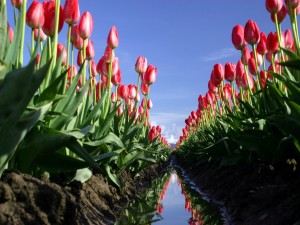Campo de tulipanes rosas