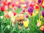 Perro pequeño entre los tulipanes