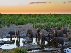 Elefantes tomando agua