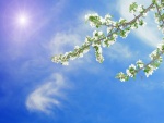El sol da luz a las ramas con flores blancas