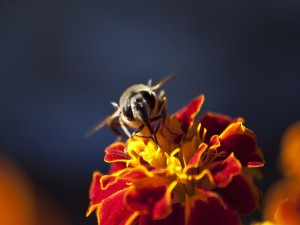 La cara de una abeja en la flor