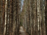 Camino entre árboles delgados