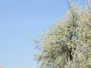 Árbol con flores blancas