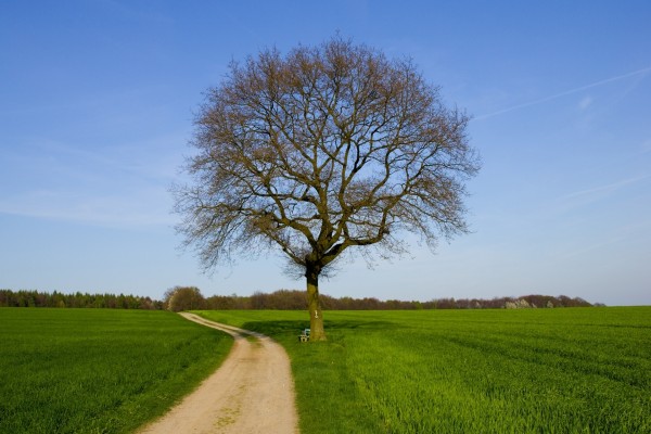 Un árbol en el camino