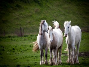 Cuatro distinguidos caballos blancos