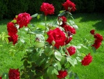 Planta de rosas rojas