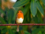 Pájaro con el pecho naranja