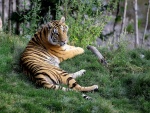 Bonito tigre tumbado en la hierba