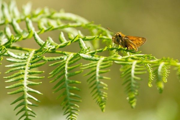 Mariposa posada en una planta