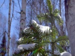 Nieve sobre un pino