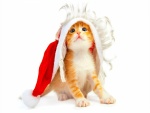 Gatito con peluca y gorro de Santa Claus
