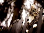 Gato subido en una valla de madera