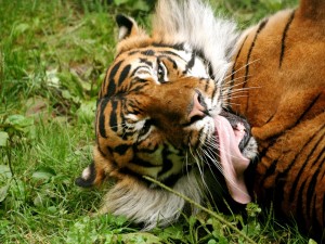 Tigre con la lengua fuera