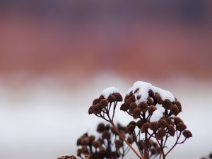 Postal: Nieve en las plantas secas